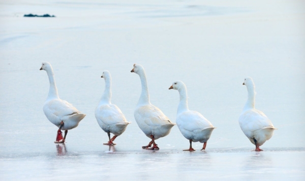 Täna on kadrilaupäev: läki hane jooksma!